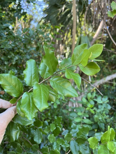 Foto de Pau-ferro