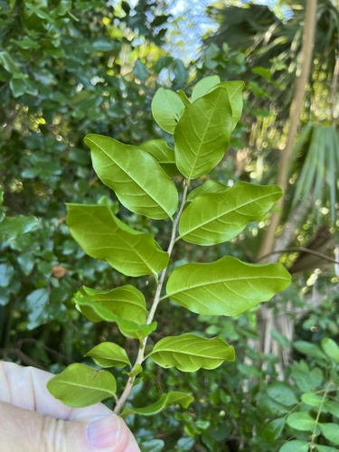 Foto de Pau-ferro