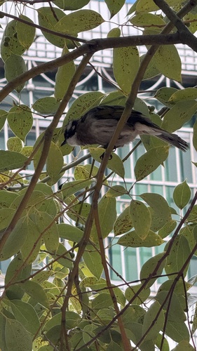 Light-vented Bulbul