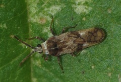 Leptoypha mutica