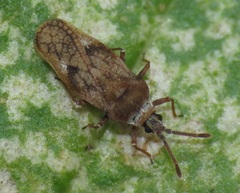 Leptoypha mutica
