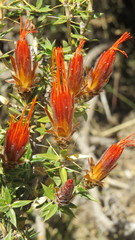 Chuquiraga spinosa