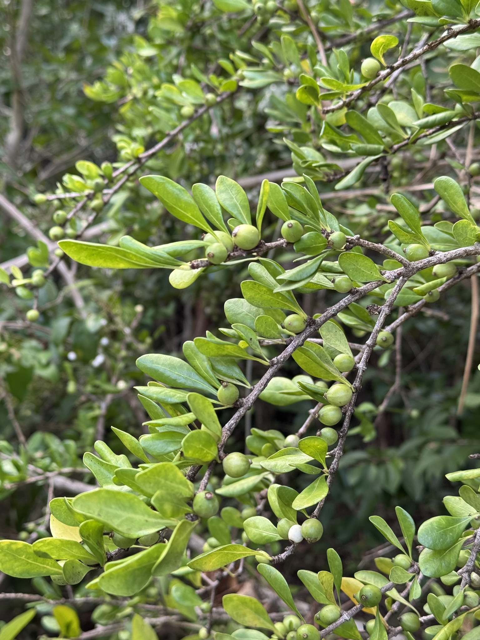 Imagem de Dendê-bravo