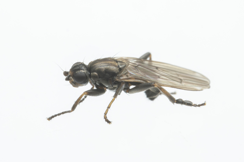 Copromyza equina observed 2025-01-03