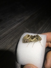 Euchalcia variabilis