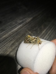 Euchalcia variabilis