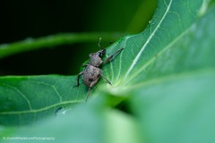 Metapocyrtus adspersus