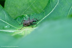 Metapocyrtus adspersus