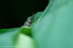 Metapocyrtus adspersus