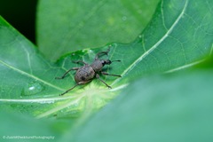 Metapocyrtus adspersus