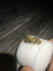 Euchalcia variabilis