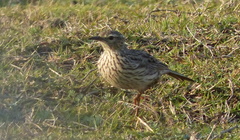 Certhilauda curvirostris brevirostris