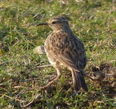 Certhilauda curvirostris brevirostris