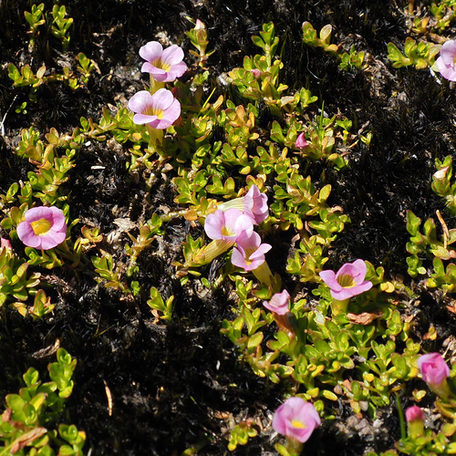 Image of Gratiola nana by no rights reserved