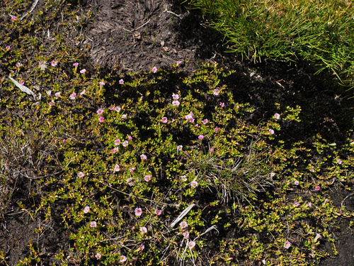Image of Gratiola nana by no rights reserved
