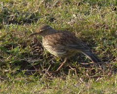 Certhilauda curvirostris brevirostris