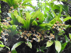 Dendrolirium tomentosum