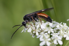 Tenthredopsis tarsata