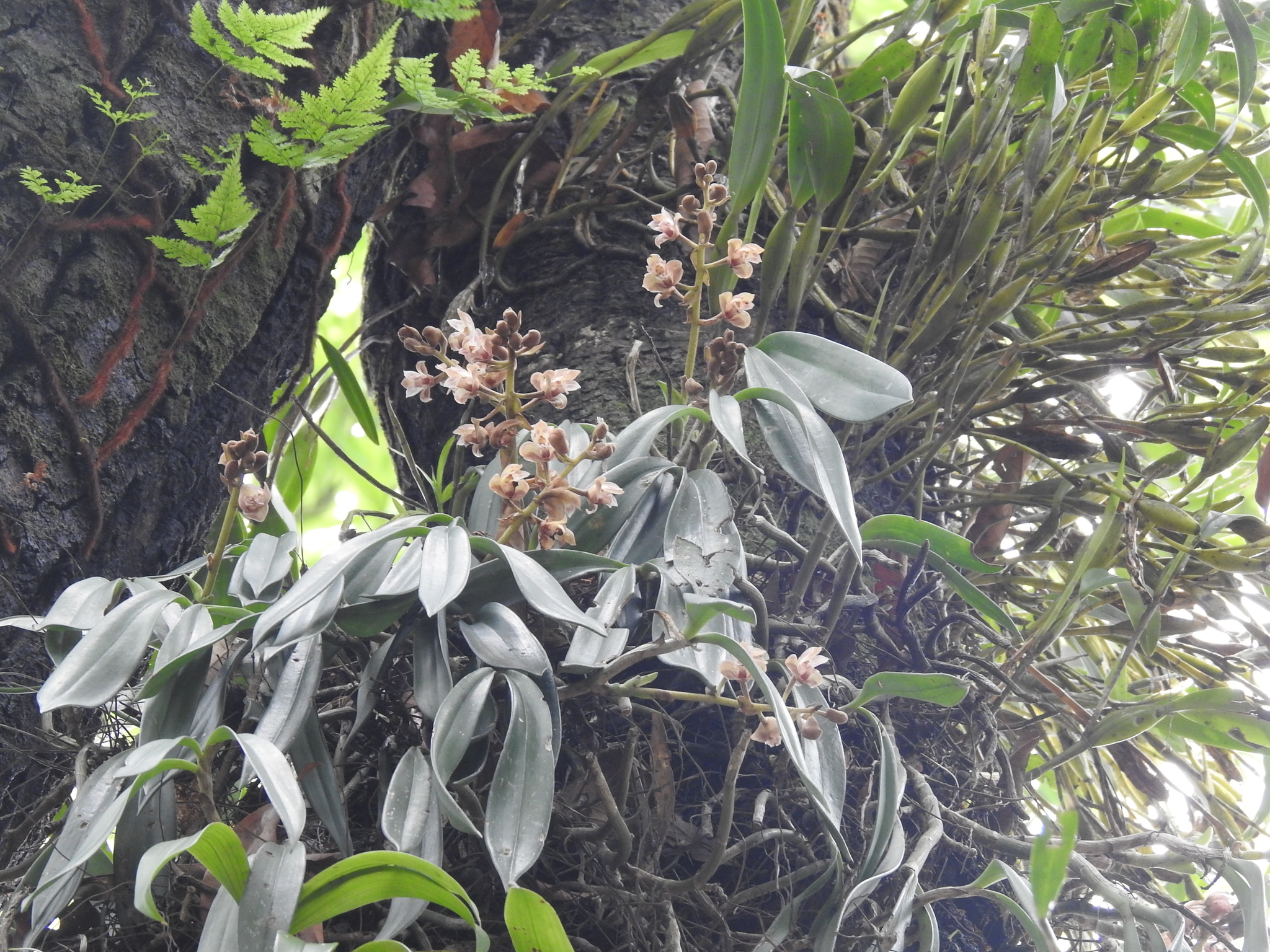 Bambuseria