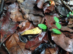 Clinotarsus curtipes