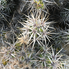 Corynopuntia invicta