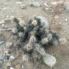 Corynopuntia invicta