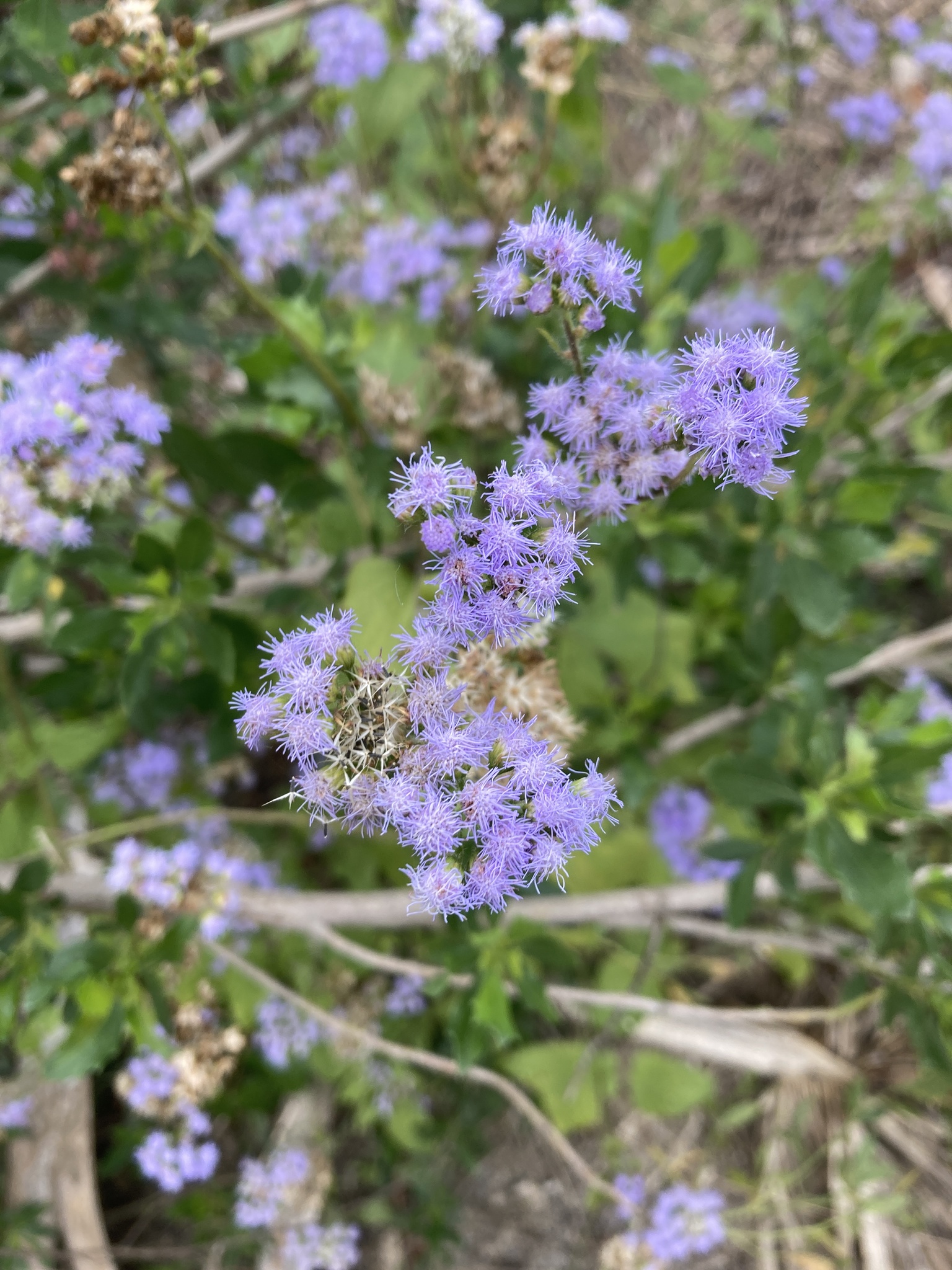 Imagem de Mistflower