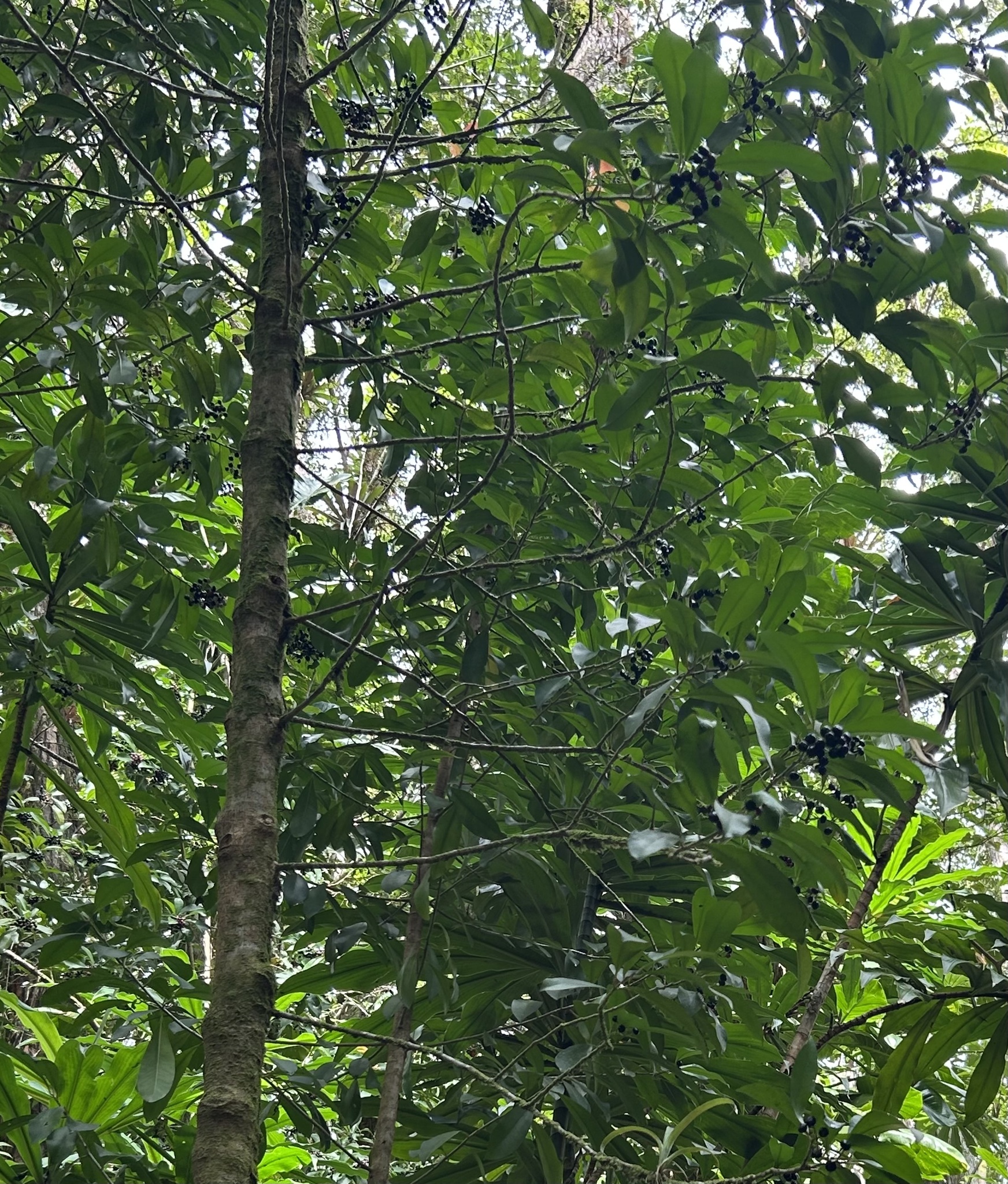 Imagem de Café-de-bugre