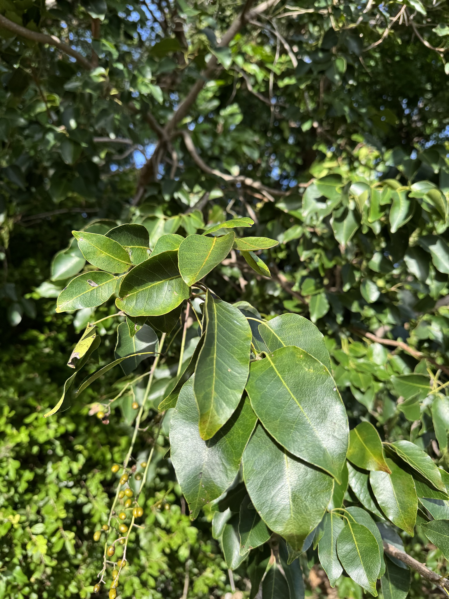 Imagem de Maçaranduba
