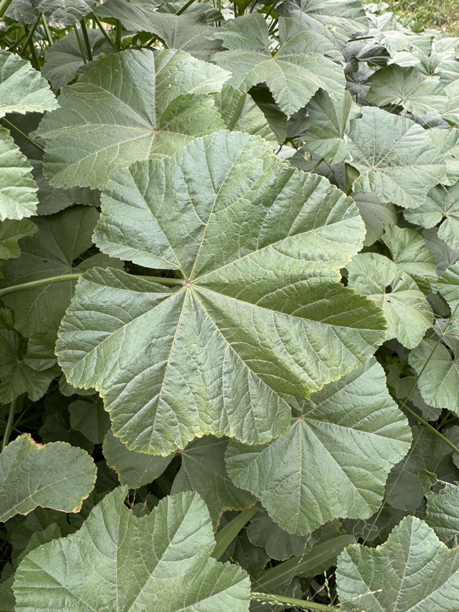 Imagem de Malva-branca