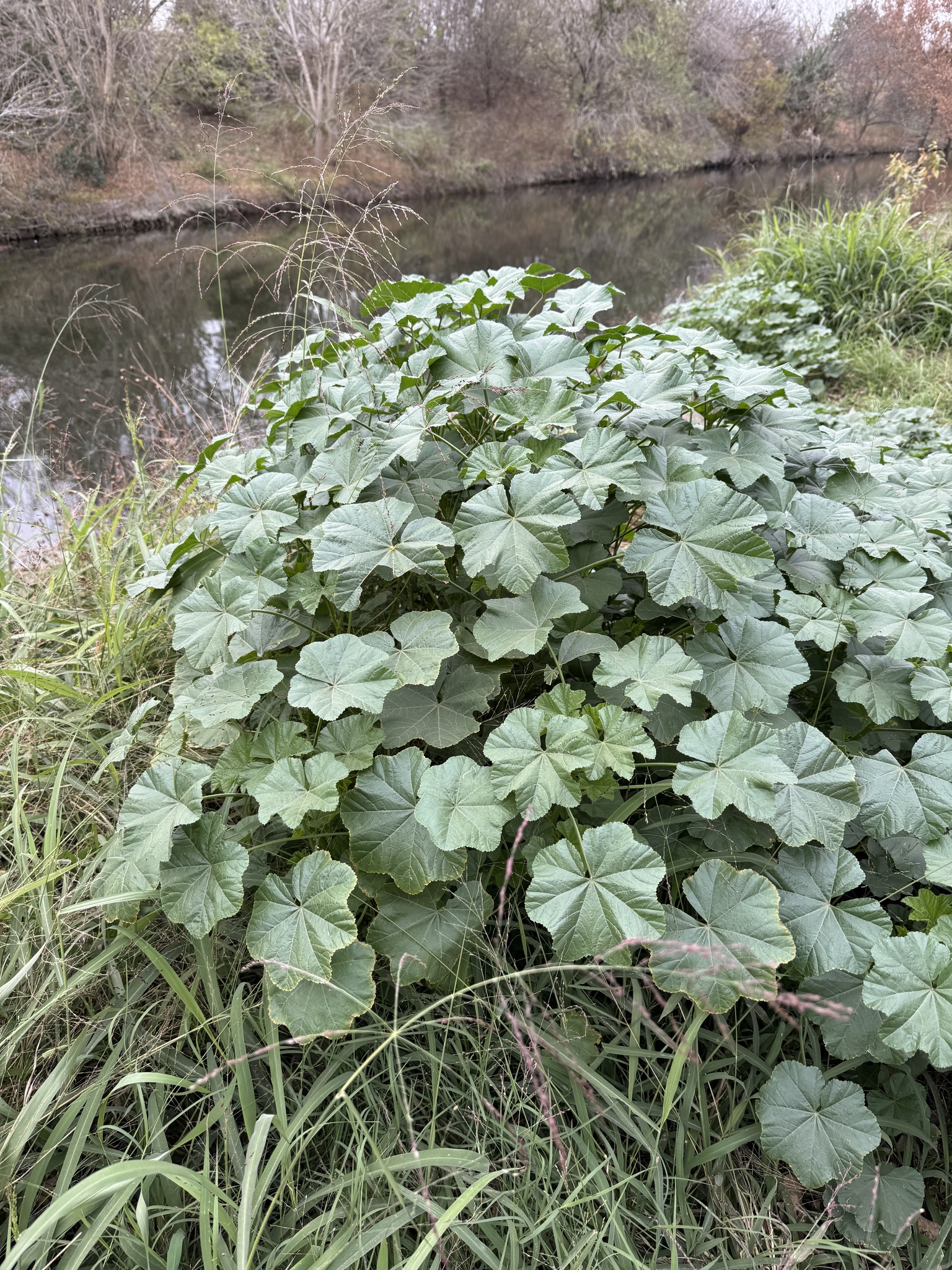 Imagem de Malva-branca