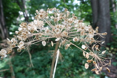 Heracleum maximum