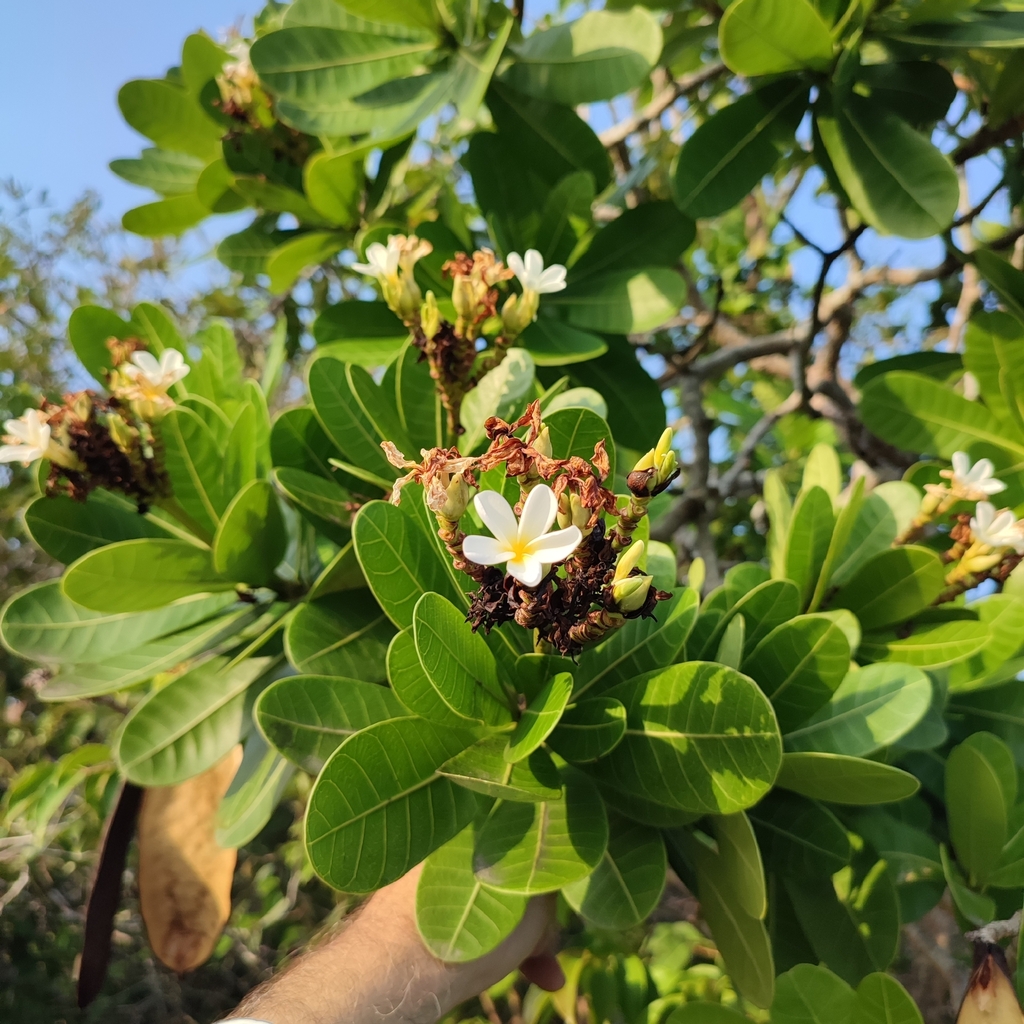 Himatanthus