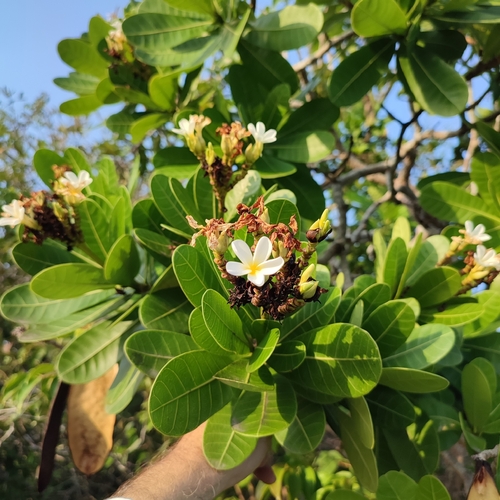Genus Himatanthus · iNaturalist