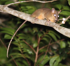 Bare-Tailed Woolly Opossum photo 1