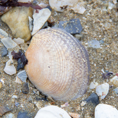 Katelysia rhytiphora