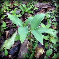 Peristylus plantagineus