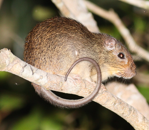 Brazilian Spiny Tree Rat (Makalata didelphoides) — Least Concern Mammalia