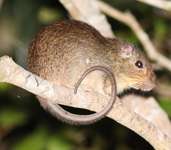 Red-Nosed Armored Tree-Rat photo 3