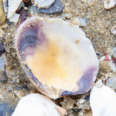 Katelysia rhytiphora