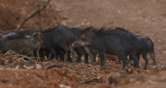 White-lipped Peccary
