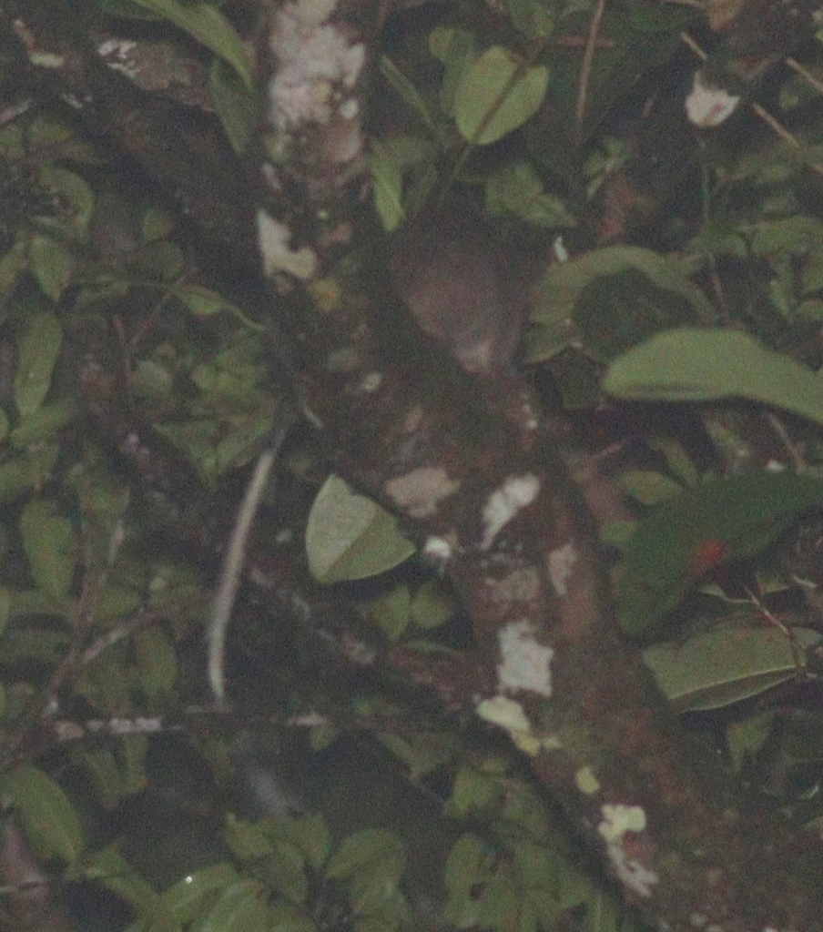 White-faced Spiny Tree-rat