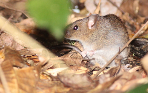 Common Water Rat (Nectomys rattus) — Least Concern Mammalia