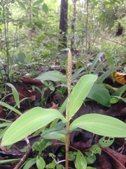 Peristylus plantagineus