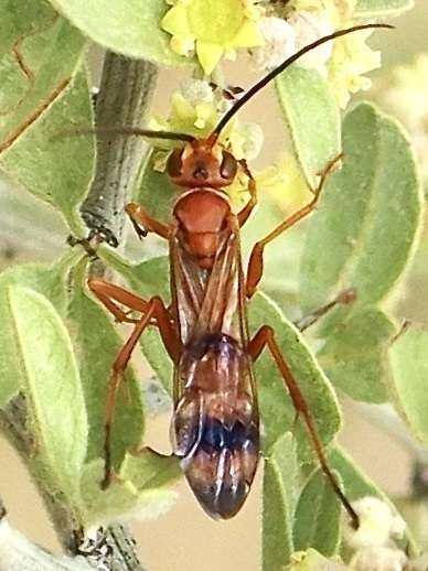 Priocnessus apache