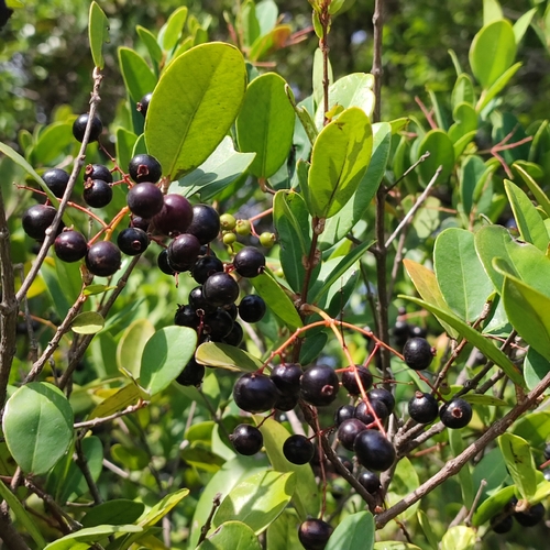 Foto de Pedra-ume-caá