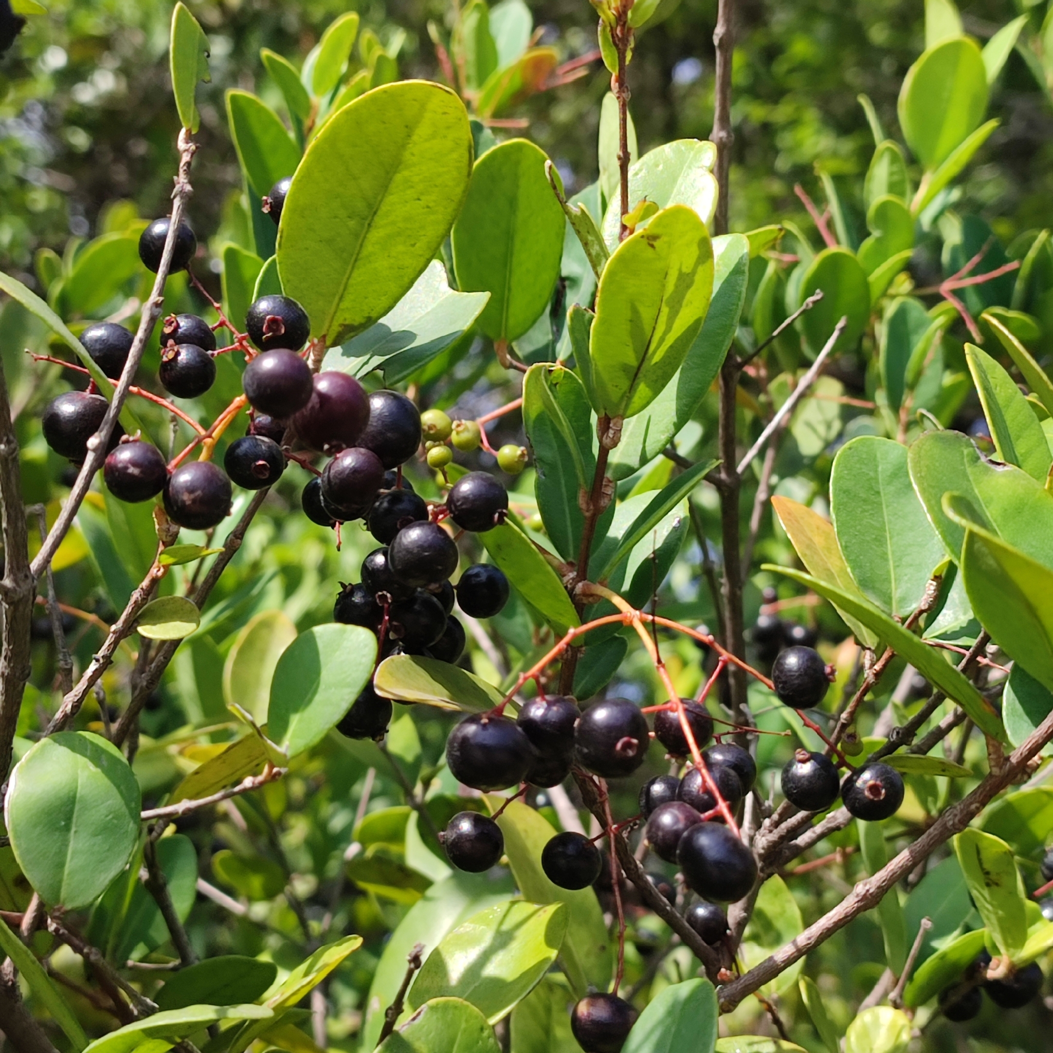 Imagem de Pedra-ume-caá
