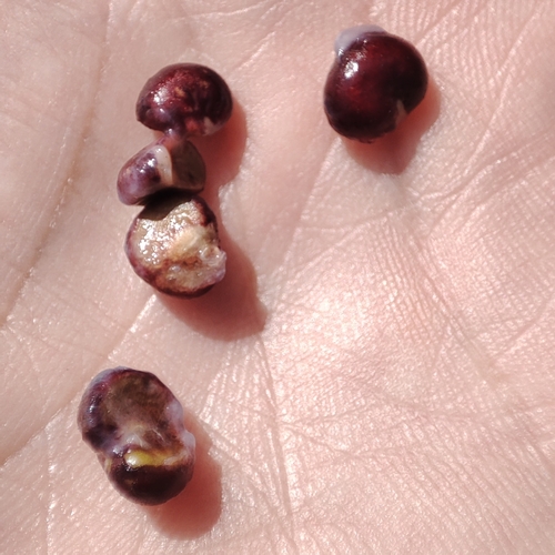 Pedra-ume-caá