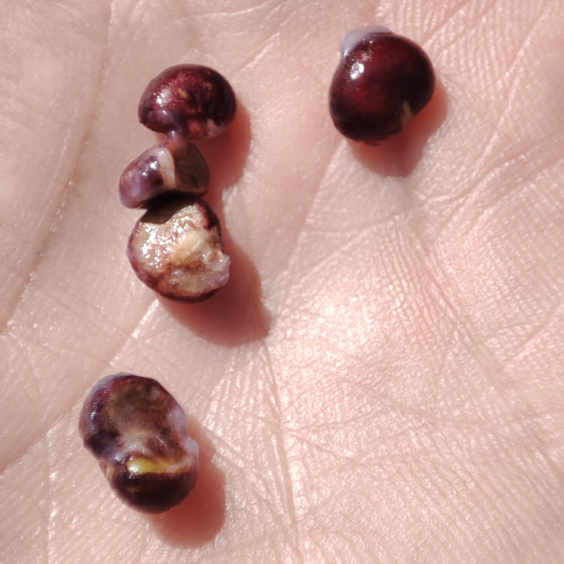 Imagem de Pedra-ume-caá