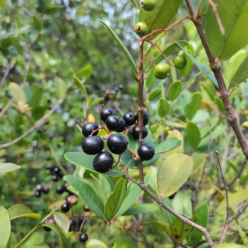 Foto de Pedra-ume-caá